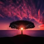 amazing-red-sunset-tree